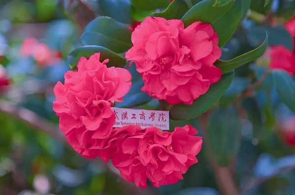 武汉工商学院自考本科山茶花