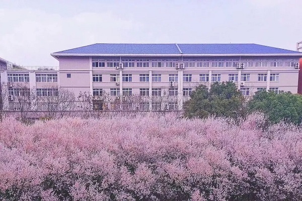 武汉工商学院自考本科紫叶李